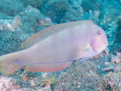 Pearly Razorfish