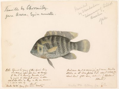 Pedro Cichlid
