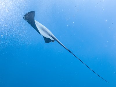 Pelagic Stingray
