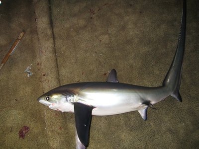 Pelagic Thresher