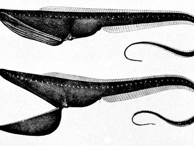Pelican Eel