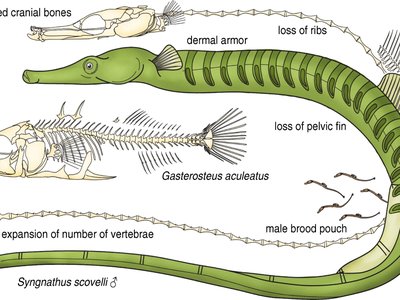 Pelvic Pipefish