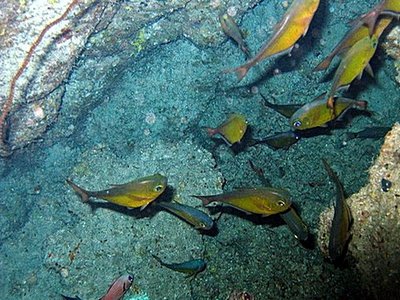 Pempheris