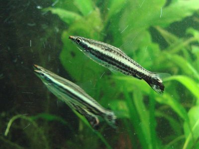 Pencil Fish