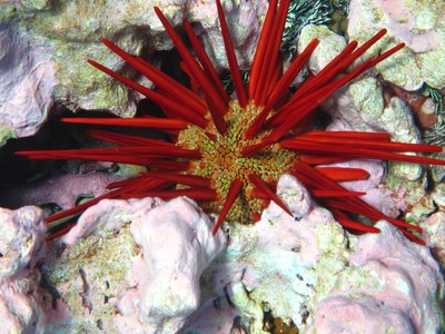 Pencil Urchin Fish