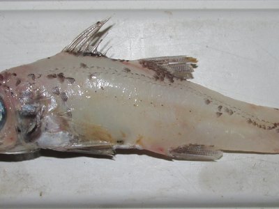 Penciled Cardinalfish