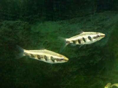 Pencilfish