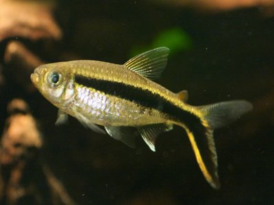 Penguin Tetra