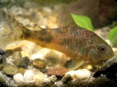 Peppered Corydoras