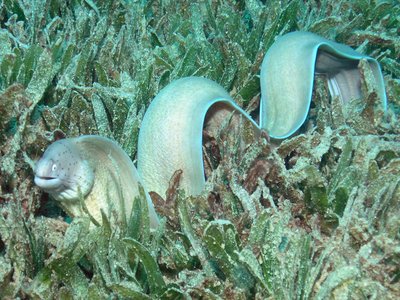 Peppered Moray