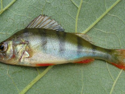 Perch