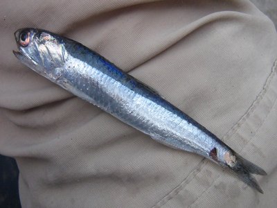 Peruvian Anchoveta