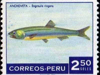 Peruvian Anchovy