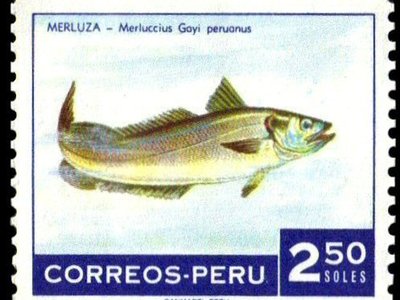 Peruvian Hake