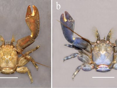 Petrolisthes