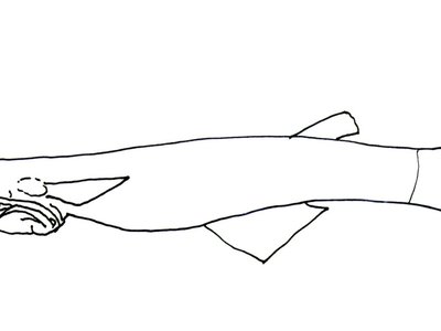 Phallostethus