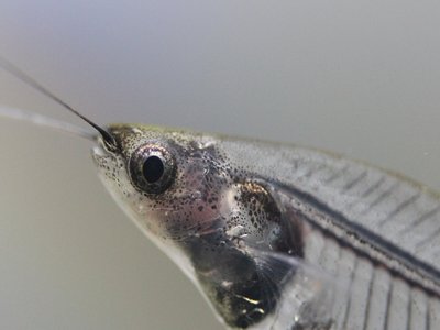 Phantom Catfish