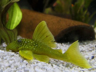 Phantom Pleco
