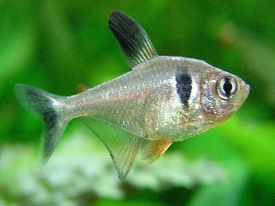 Phantom Tetra