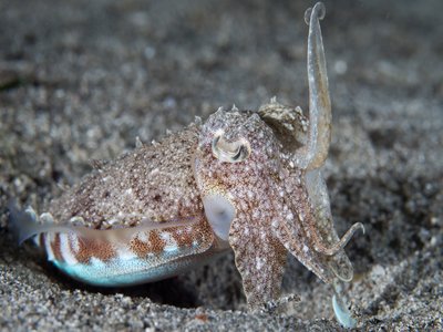 Pharaoh Cuttlefish