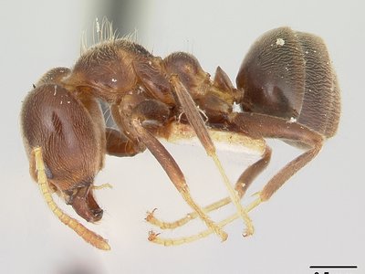 Philidris