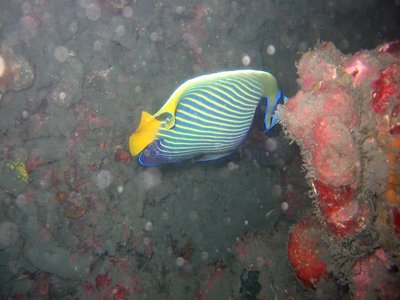 Philippine Angelfish
