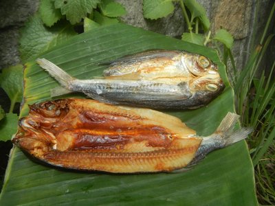 Philippine Flyingfish