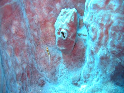 Philippine Hawkfish
