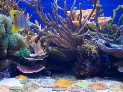 Philippine Scorpionfish