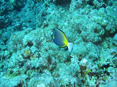 Philippine Surgeonfish