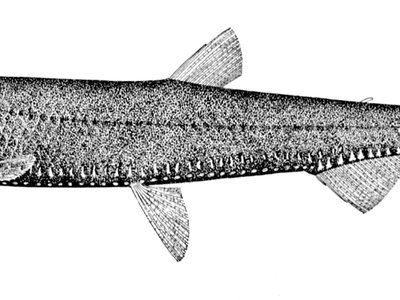 Phosichthys