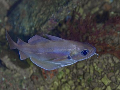 Phycis