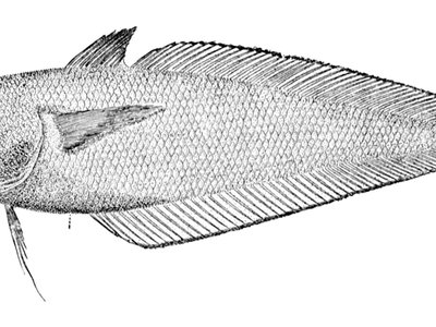Physiculus