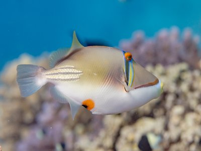 Picasso Triggerfish