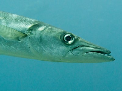 Pickhandle Barracuda