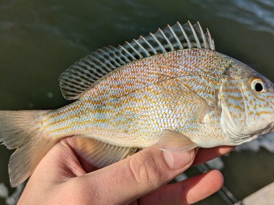 Pigfish