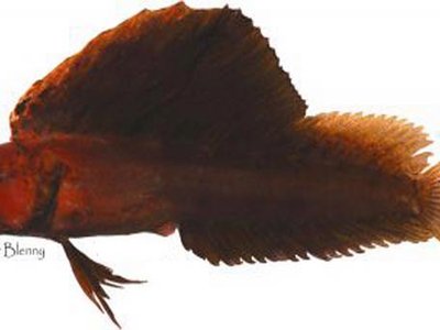 Pike Blenny