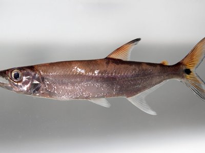 Pike Characin