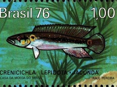 Pike Cichlid