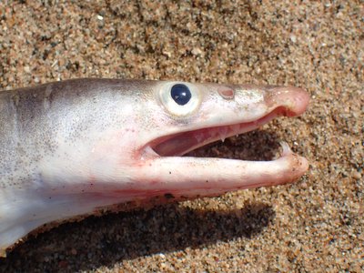 Pike Eel