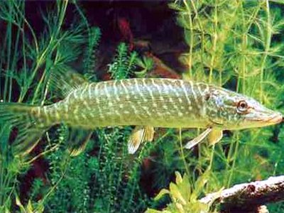 Pike