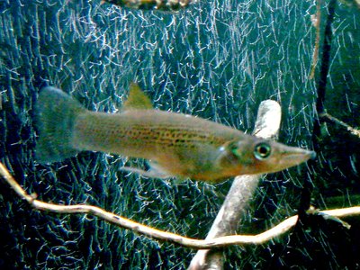 Pike Topminnow