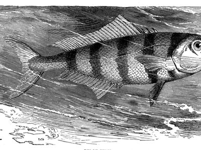 Pilot Fish