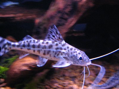 Pimelodus
