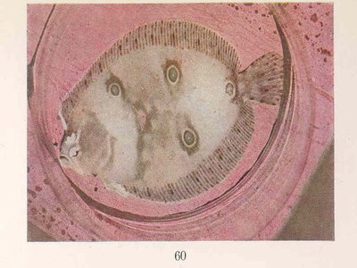 Pink Flounder