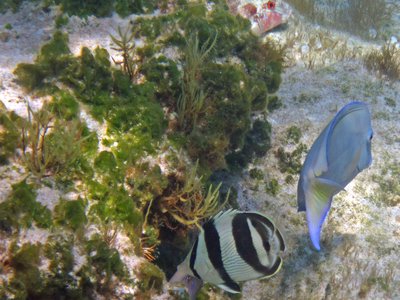 Pink Goatfish