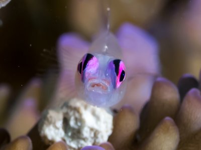 Pink Goby