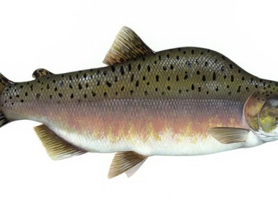 Pink Salmon
