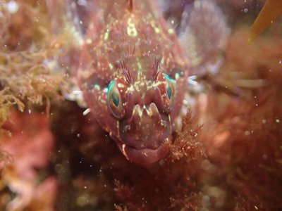 Pink Sculpin