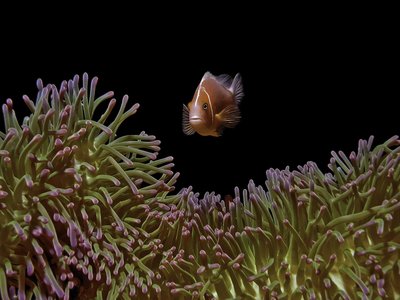 Pink Skunk Clownfish